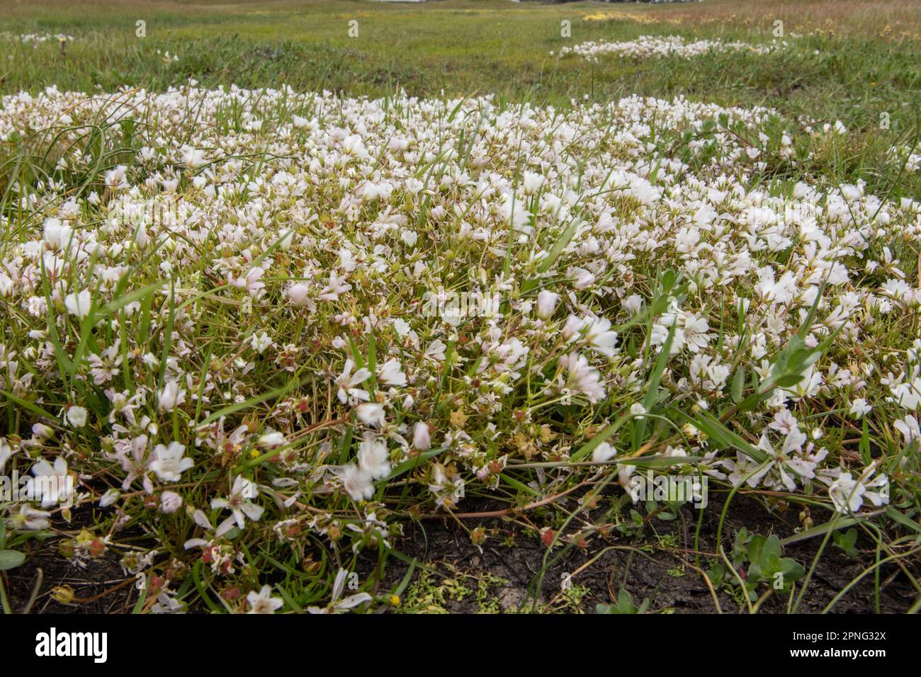 Le spécialiste de la piscine Vernal fleurit dans la vallée centrale de la Californie. La limnanthes alba (limnanthes alba), une plante indigène, fleurit. Banque D'Images
