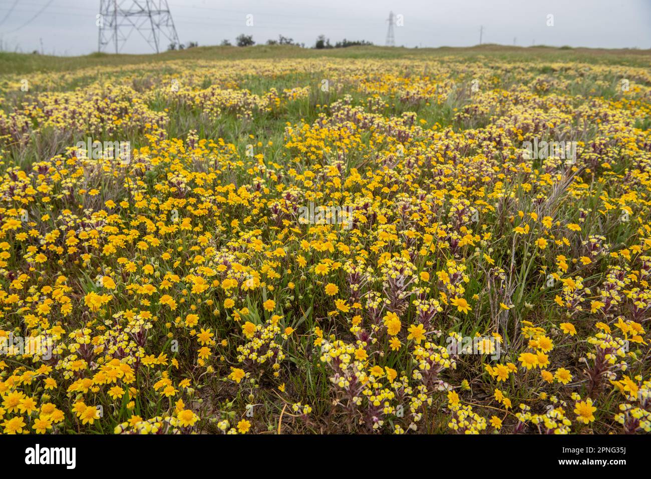 Les fleurs sauvages de la piscine Vernal fleurissent dans la vallée centrale de la Californie. Yellow johnny Tuck, Triphysaria, et Fremonts goldfields, Lasthenia. Banque D'Images