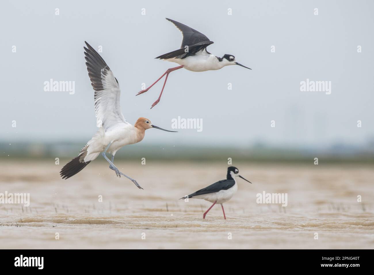 Un avocat américain, Recurvirostra americana, volant et pourchassant un stilt à col noir, Himantopus mexicanus, dans une piscine vernale en Californie. Banque D'Images