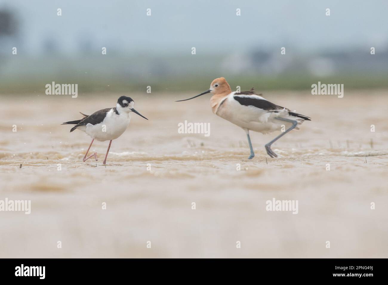 Un avocat américain, Recurvirostra americana, ainsi qu'un stilt à col noir, Himantopus mexicanus, dans une piscine vernale en Californie. Banque D'Images