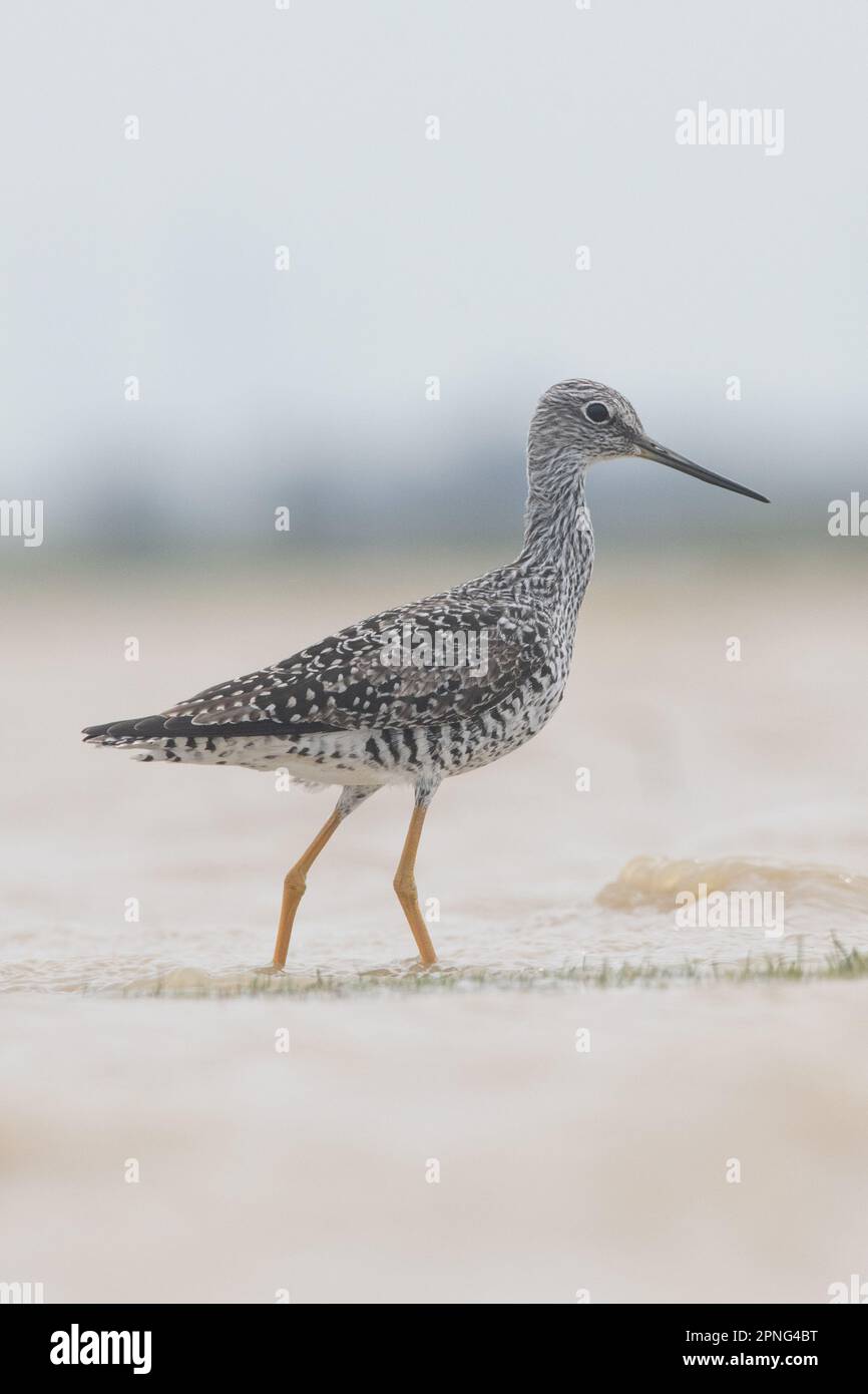 Un oiseau de plus grande albacore (Tringa melanoleuca) se déverse dans une piscine vernale saisonnière dans la vallée centrale de la Californie. Banque D'Images