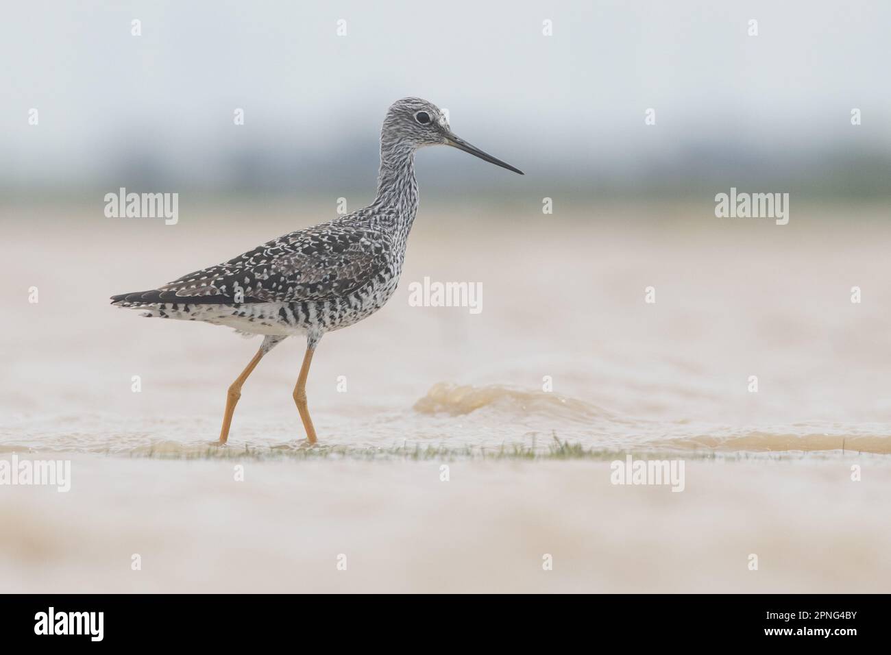 Un oiseau de plus grande albacore (Tringa melanoleuca) se déverse dans une piscine vernale saisonnière dans la vallée centrale de la Californie. Banque D'Images