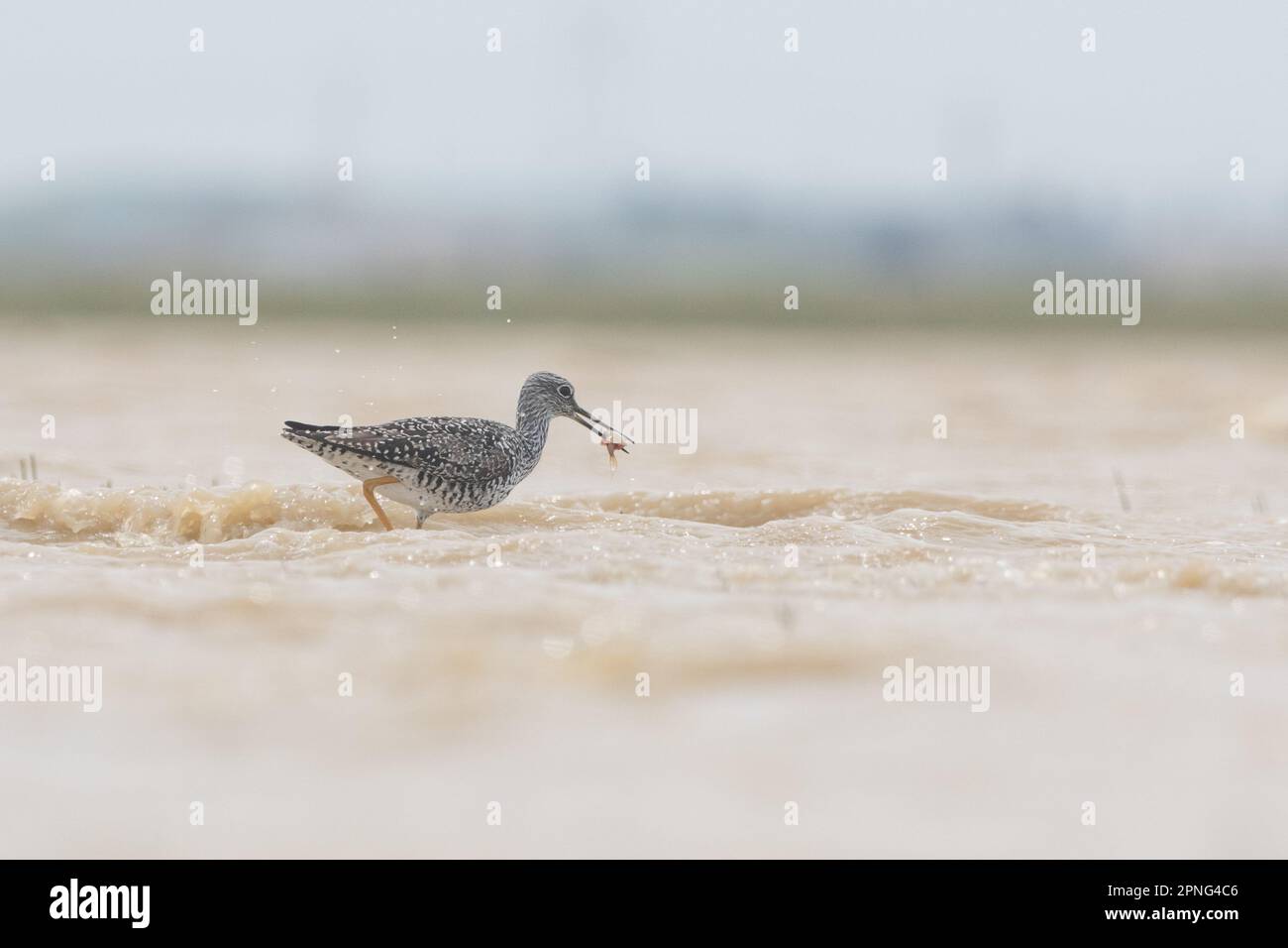 Une plus grande jaunâtre (Tringa melanoleuca) mangeant une crevette tadpole vernale en voie de disparition (Lepidurus packardi) dans la vallée centrale de la Californie. Banque D'Images