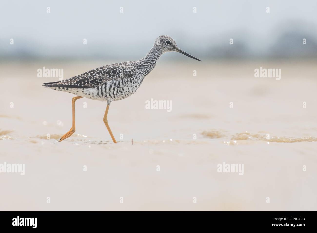 Un oiseau de plus grande albacore (Tringa melanoleuca) se déverse dans une piscine vernale saisonnière dans la vallée centrale de la Californie. Banque D'Images