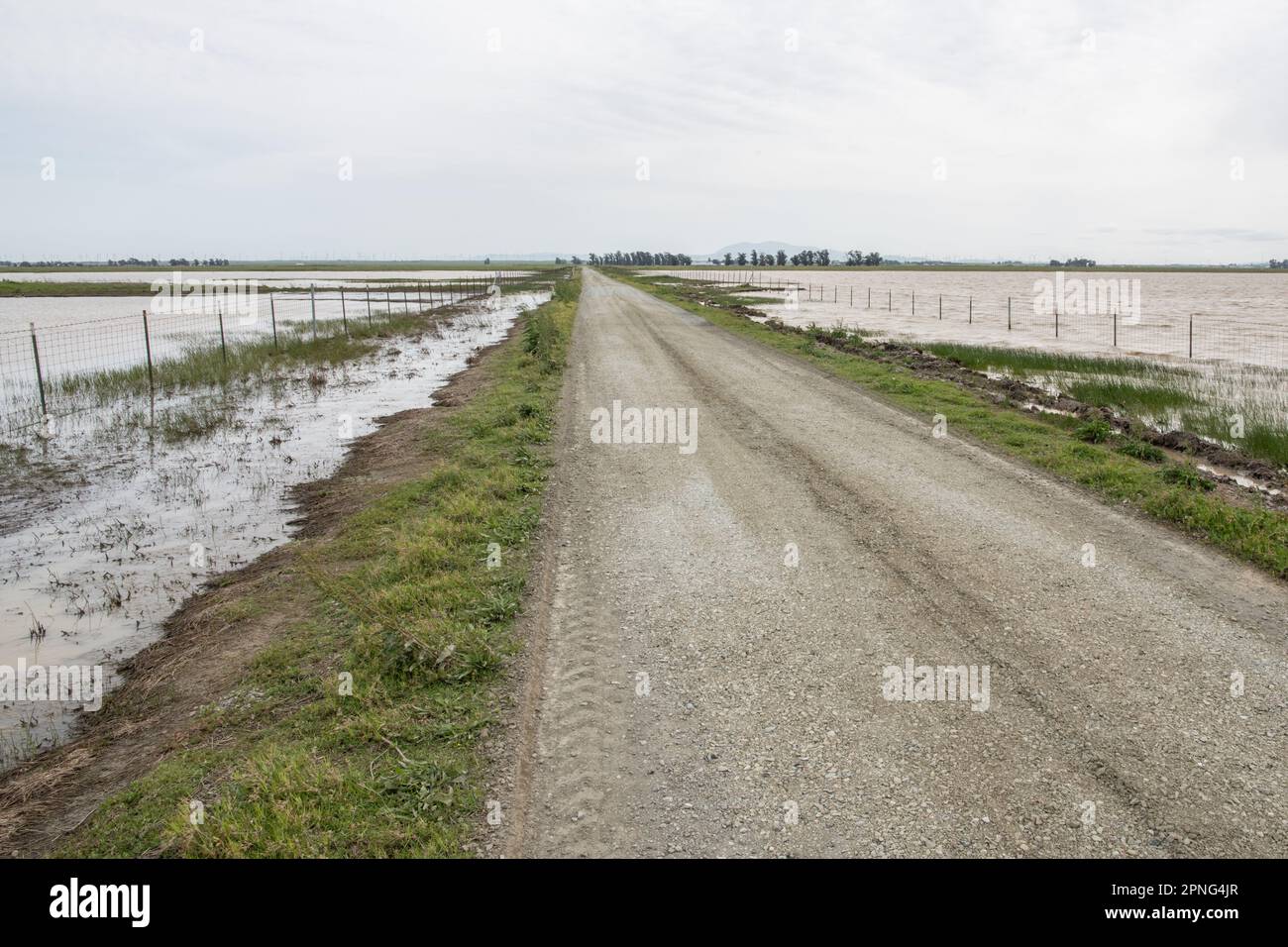 Une route avec des champs inondés de part et d'autre, temporairement tourné vers des piscines verdoyantes dans la vallée centrale de la Californie. Banque D'Images