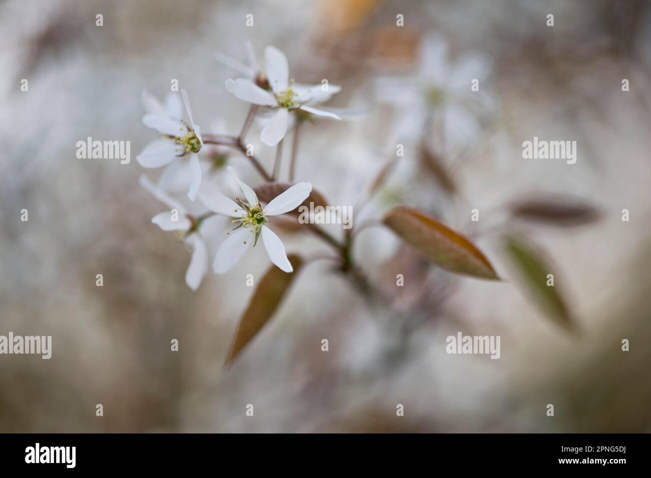 Poire rocheuse (Amelanchier canadensis), Emsland, Basse-Saxe, Allemagne Banque D'Images