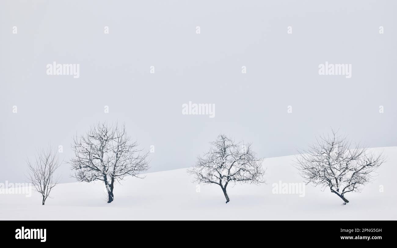 Quatre arbres fruitiers dans la neige, grand paysage ouvert en hiver sombre, haute-Bavière, Bavière, Allemagne Banque D'Images