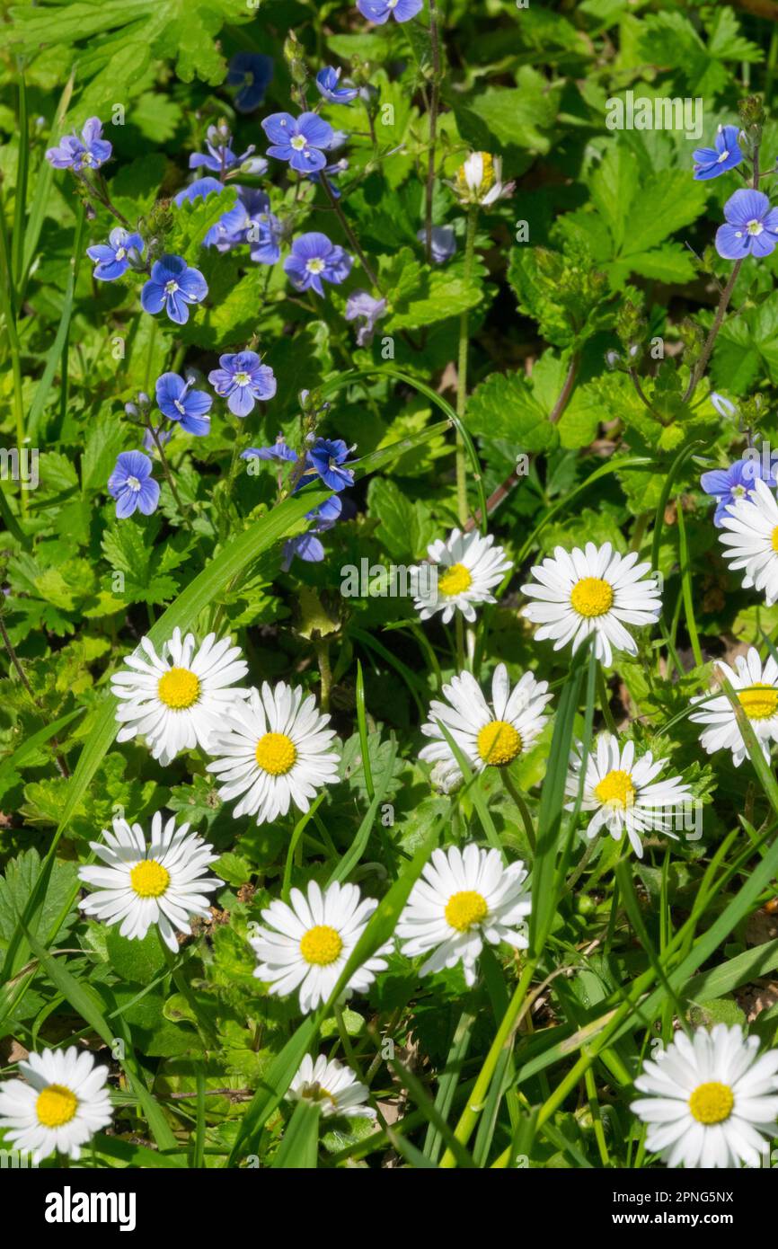 Petite pelouse mauvaises herbes belle pelouse jardin mauvaises herbes pelouse Daisy Germander Speedwell culture dans le jardin pelouse fleurs pelouse pâquerettes Bellis perennis Veronica Banque D'Images