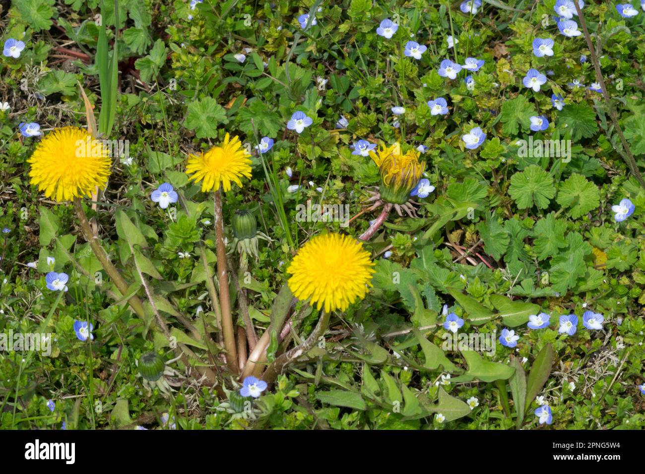 Hardy Garden pelouse mauvaises herbes pissenlit Flower Field Speedwell Veronica persica Lawn Weed Taraxacum officinale Lions dents pissenlits fleurs Perse Banque D'Images