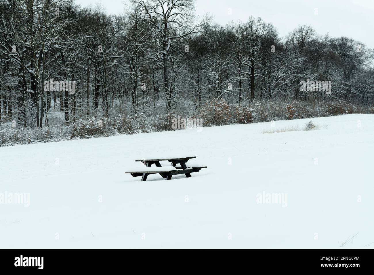 Table avec banc au milieu d'une prairie enneigée avec une forêt sombre en arrière-plan Banque D'Images