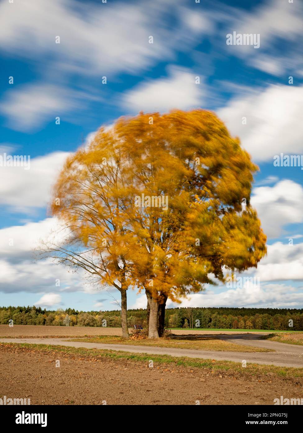 Érable (Acer) avec feuilles d'automne au vent fort, Ingerkingen, Bade-Wurtemberg, Allemagne Banque D'Images