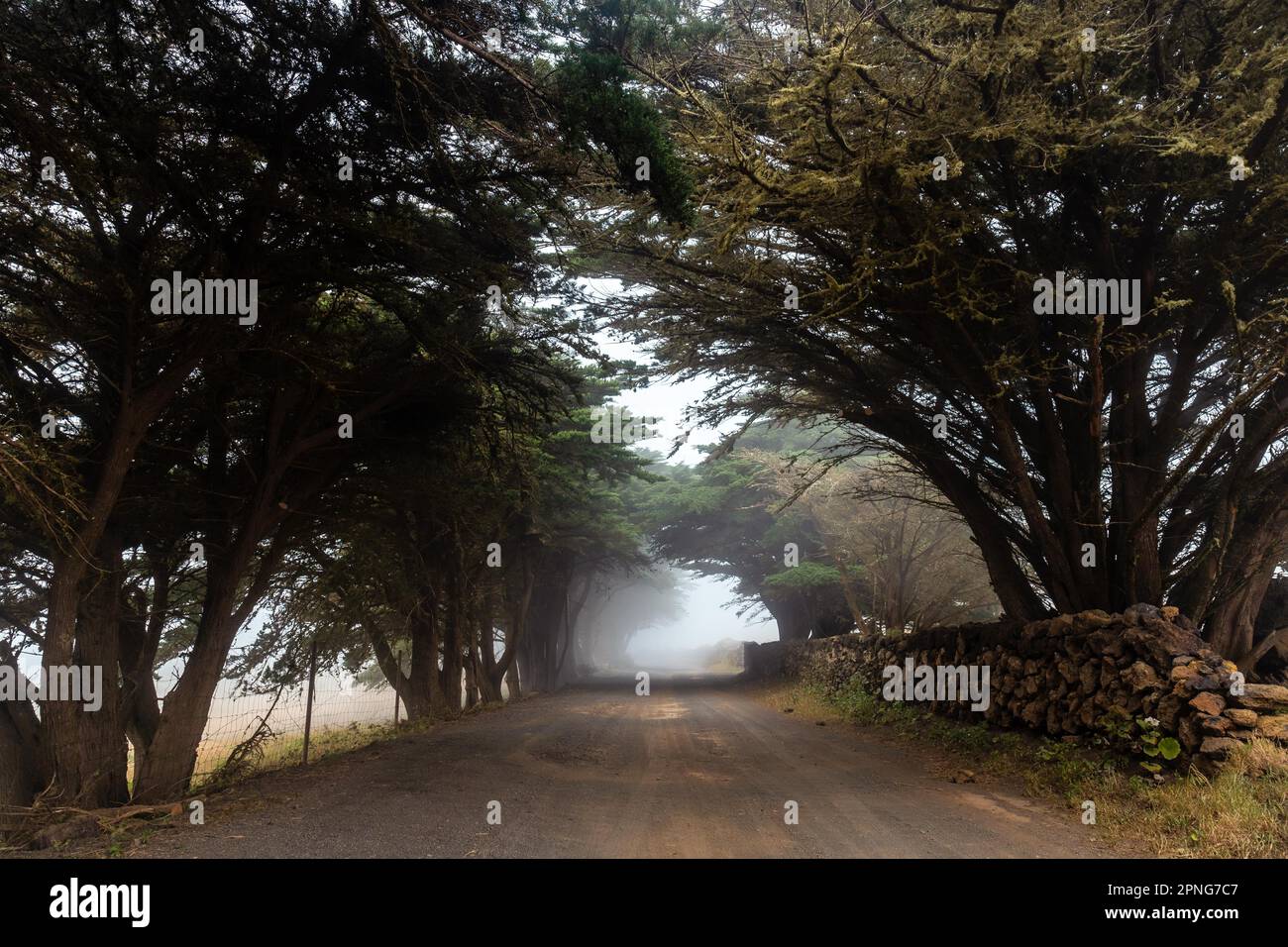 Des arbres brumeux vers la forêt de genévriers à El Hierro. Îles Canaries Banque D'Images
