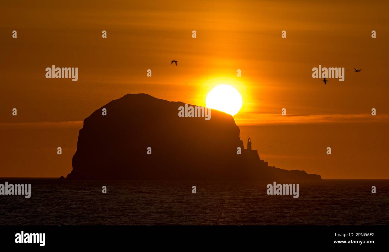 Écosse, Royaume-Uni, 19th avril 2023. Météo au Royaume-Uni : lever du soleil sur Bass Rock. Un ciel clair avec une vue sur le soleil qui s'élève sur l'île rocheuse, qui abrite la plus grande colonie de gantets du Nord d'Europe. Crédit : Sally Anderson/Alay Live News Banque D'Images