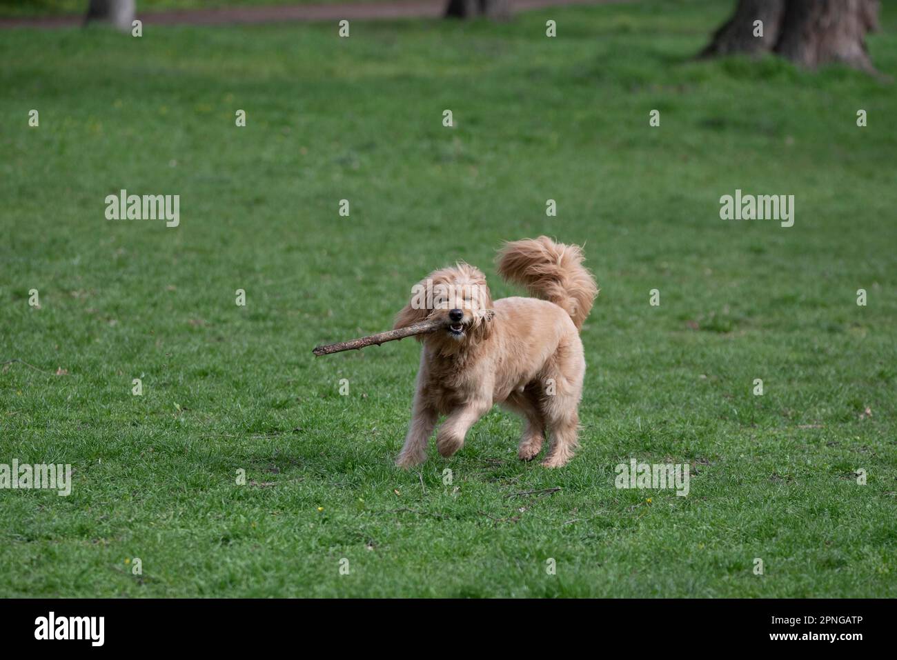 Mini-bouchées de Goldendoodle dans le bâton, croiser entre Golden Retriever et Poodle, chien race à peine hangars, donc adapté pour les personnes allergiques Banque D'Images