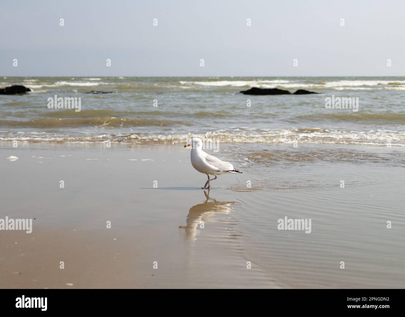 Mouette barbotant avec la mer et les rochers derrière Banque D'Images