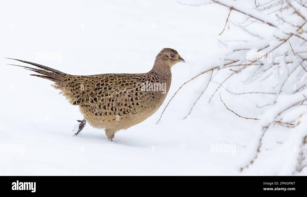Faisan [ Phasianus colchicus ] oiseau femelle dans un jardin couvert de neige Banque D'Images