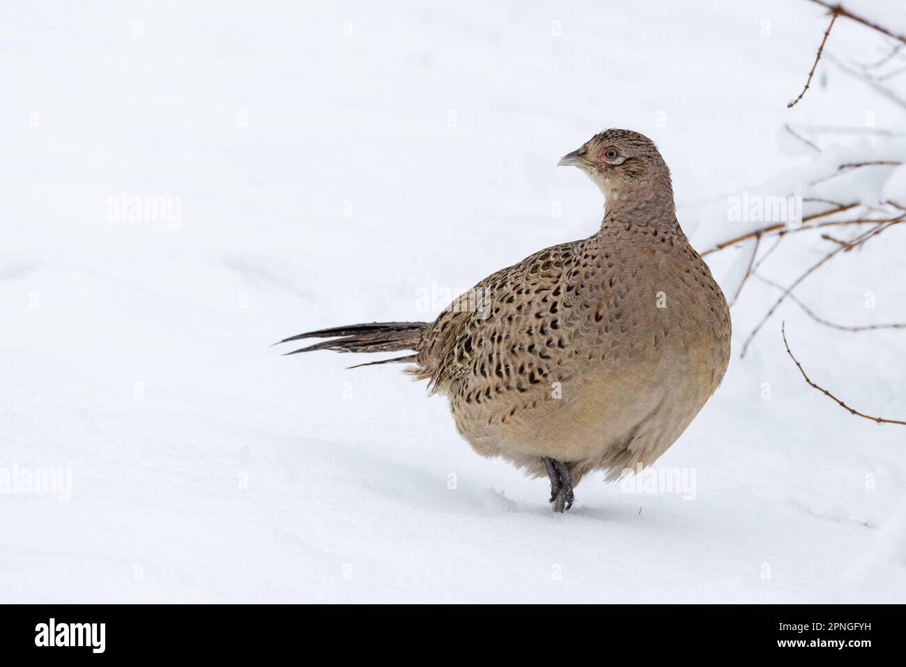 Faisan [ Phasianus colchicus ] oiseau femelle dans un jardin couvert de neige Banque D'Images