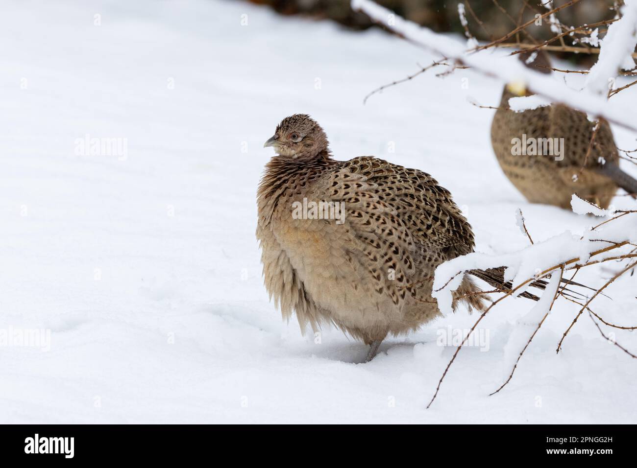 Faisan [ Phasianus colchicus ] oiseau femelle aux plumes à volant dans un jardin couvert de neige Banque D'Images