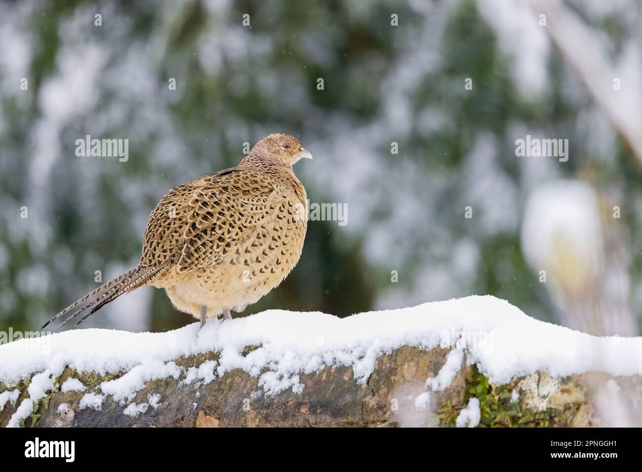 Faisan [ Phasianus colchicus ] oiseau femelle sur le mur de pierre dans un jardin couvert de neige Banque D'Images