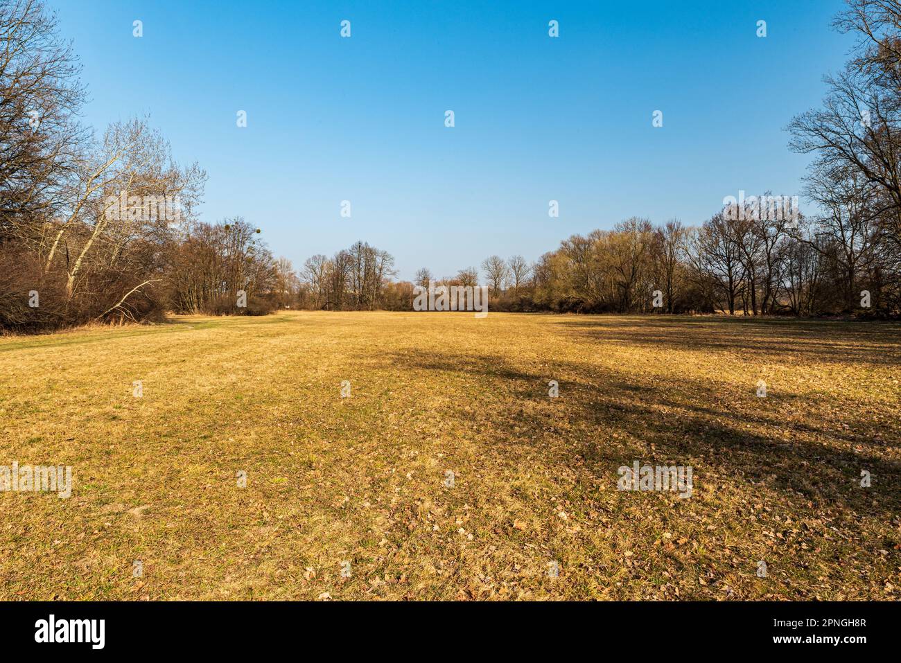 Pré avec des arbres autour et ciel clair au-dessus au début de la journée de printemps à CHKO Poodri près de la ville Ostrava en République tchèque Banque D'Images