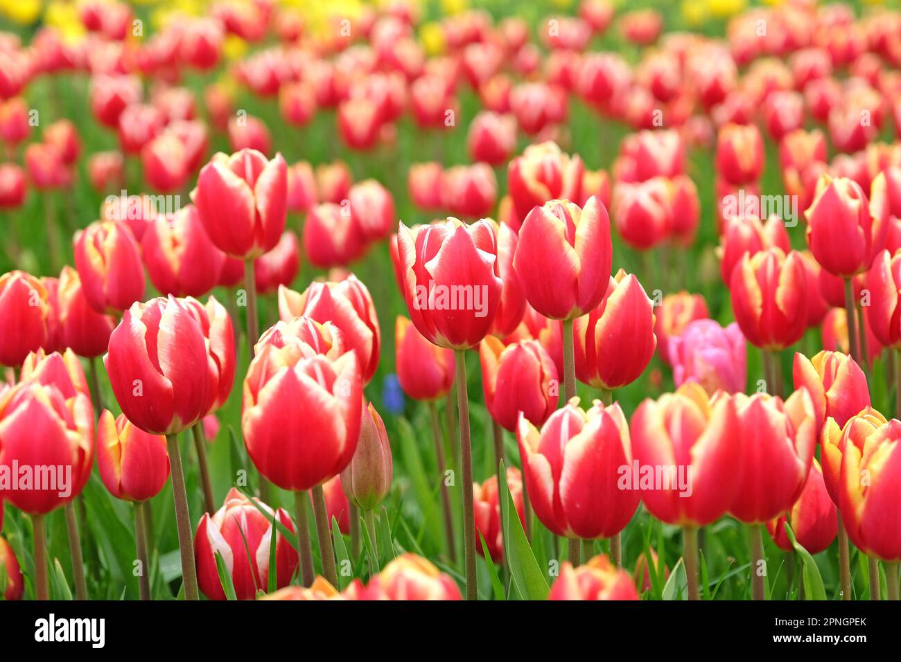 Tulipe triomphe « Leen Van Der Mark » en fleur. Banque D'Images