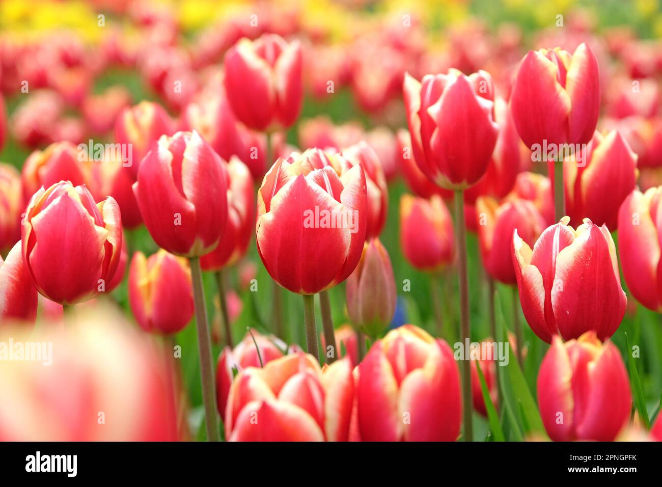 Tulipe triomphe « Leen Van Der Mark » en fleur. Banque D'Images