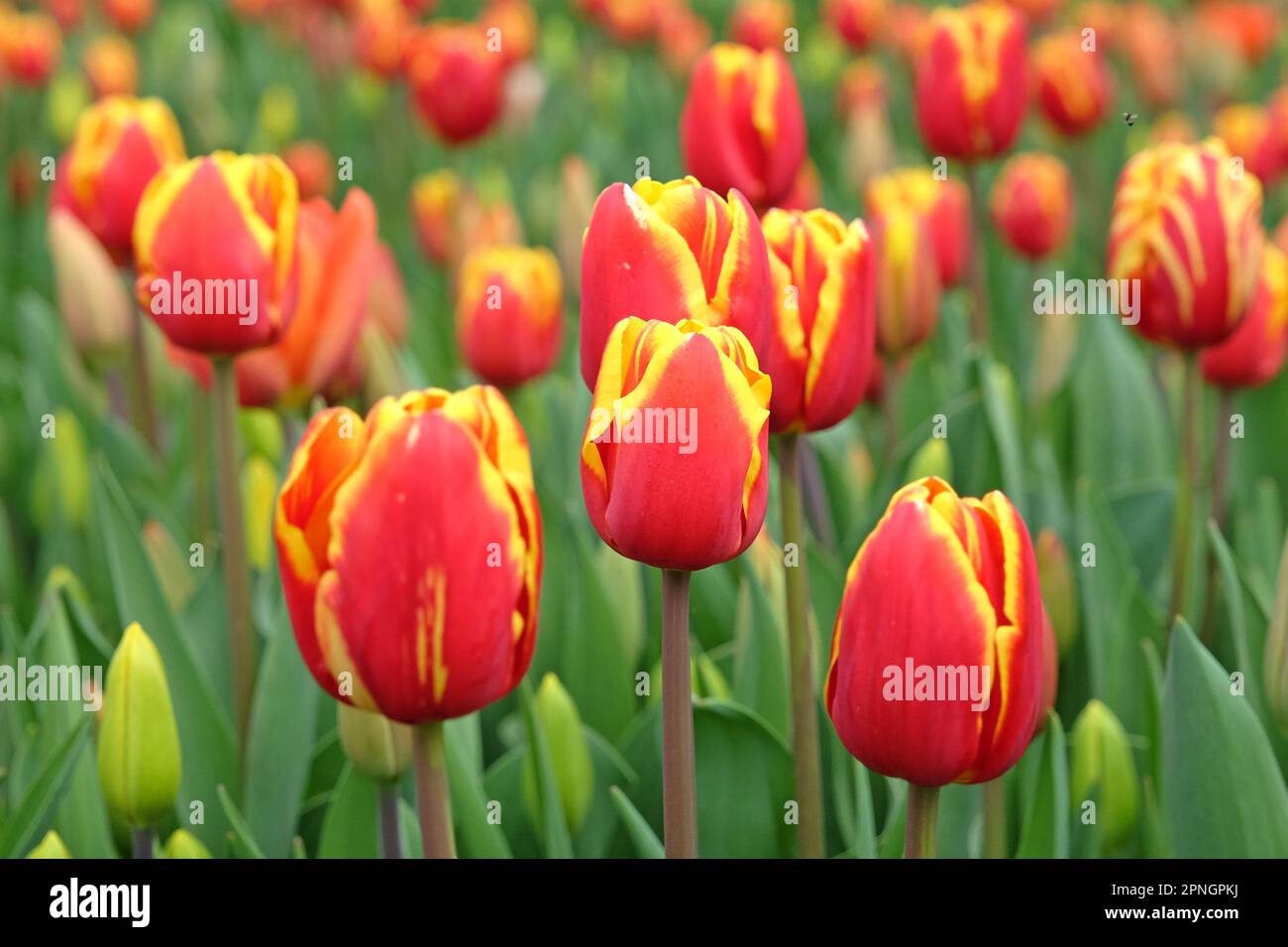Tulipe triomphale « dénmark » en fleur. Banque D'Images