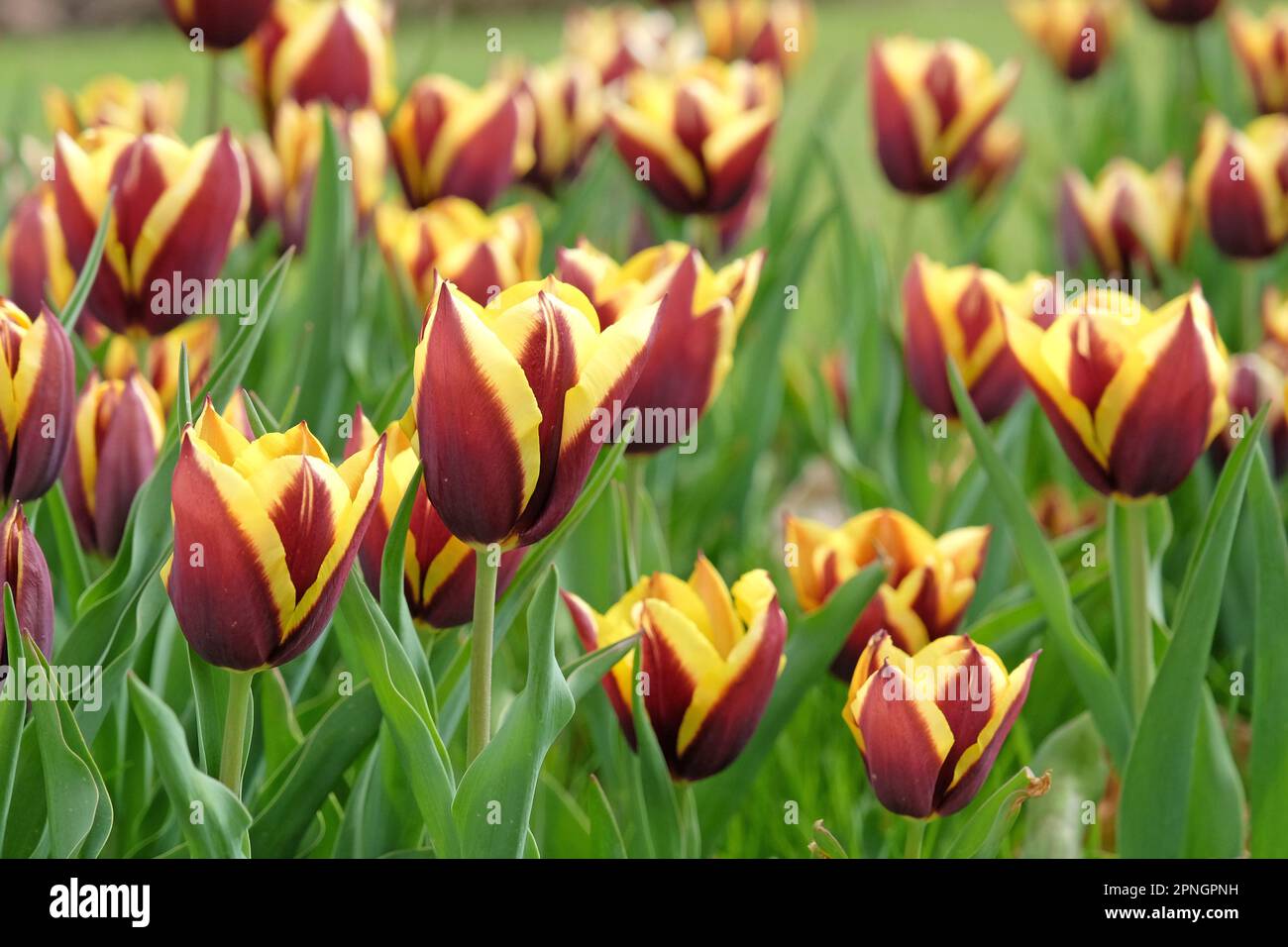 Tulipe triomphale 'Gavota' en fleur. Banque D'Images