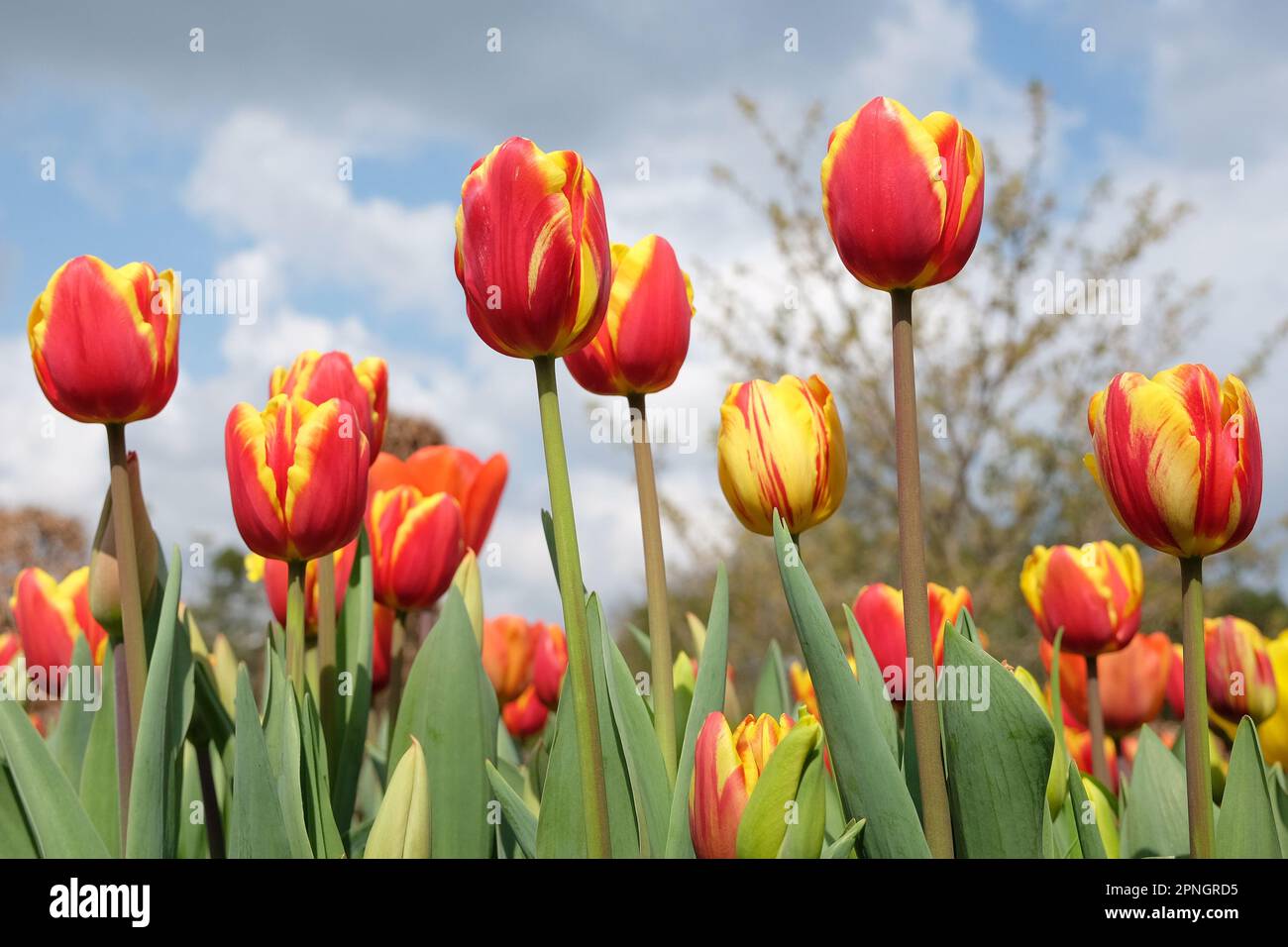Tulipe triomphale « dénmark » en fleur. Banque D'Images