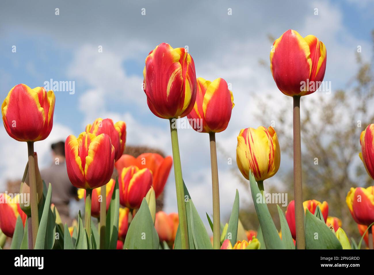 Tulipe triomphale « dénmark » en fleur. Banque D'Images