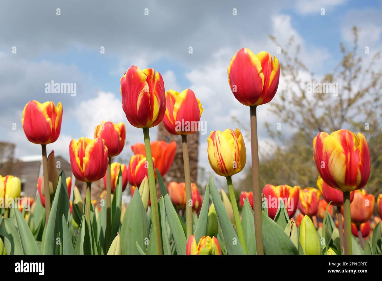 Tulipe triomphale « dénmark » en fleur. Banque D'Images