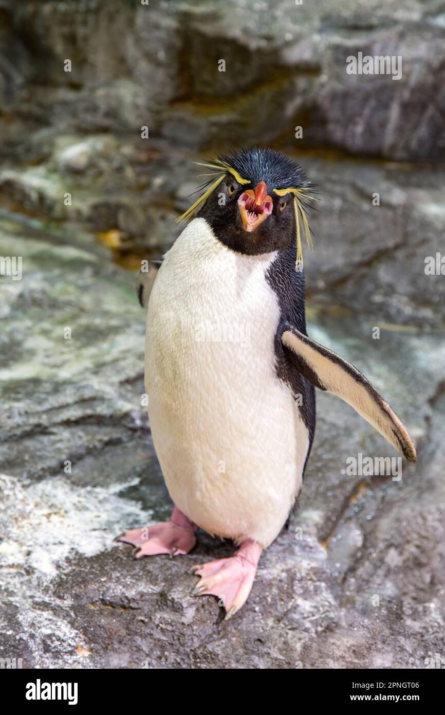 Manchot de la rockhopper méridionale, Eudyptes chrysocome, le plus