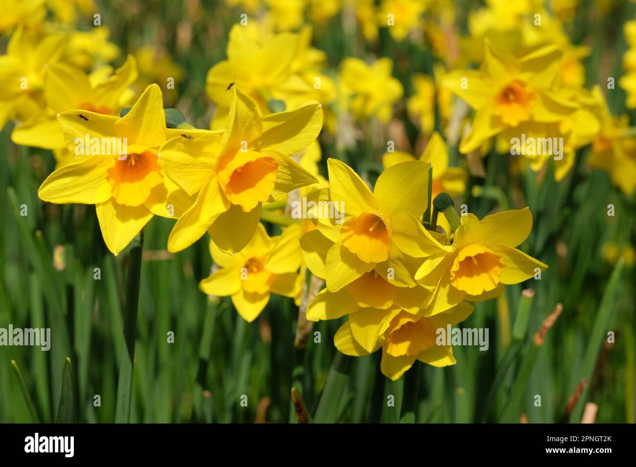 Jonquille jaune en fleurs. Banque D'Images