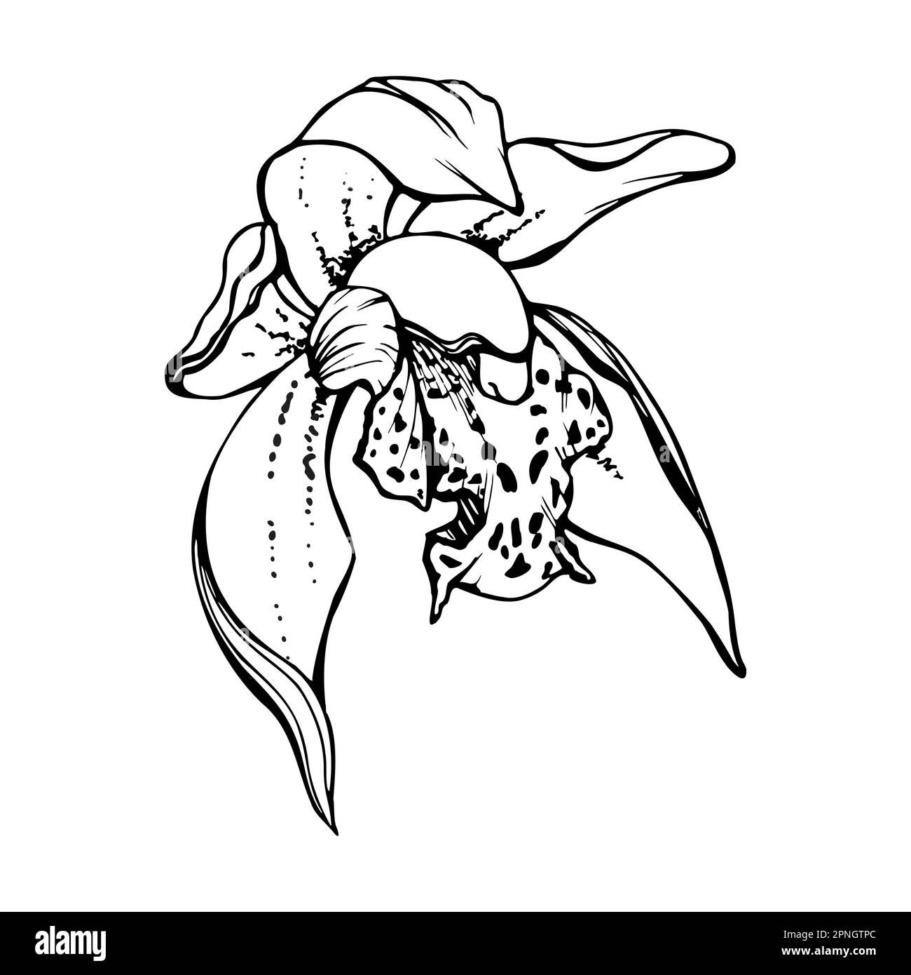 Orchidée à encre vectorielle dessinée à la main, monochrome, contour détaillé. Clos Illustration de Vecteur
