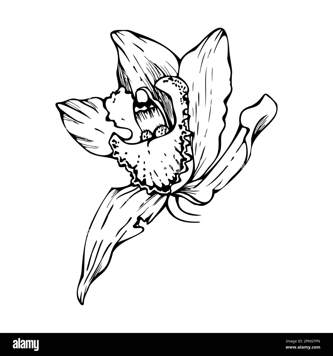 Orchidée à encre vectorielle dessinée à la main, monochrome, contour détaillé. Gros plan sur une fleur exotique de cymbidium. Isolé sur fond blanc. Conception Illustration de Vecteur