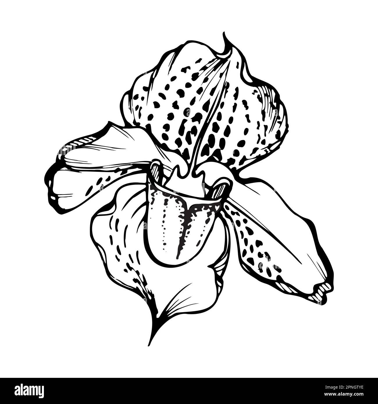 Orchidée à encre vectorielle dessinée à la main, monochrome, contour détaillé. Gros plan d'une fleur de la slipper de vénus. Isolé sur fond blanc. Conception pour Illustration de Vecteur