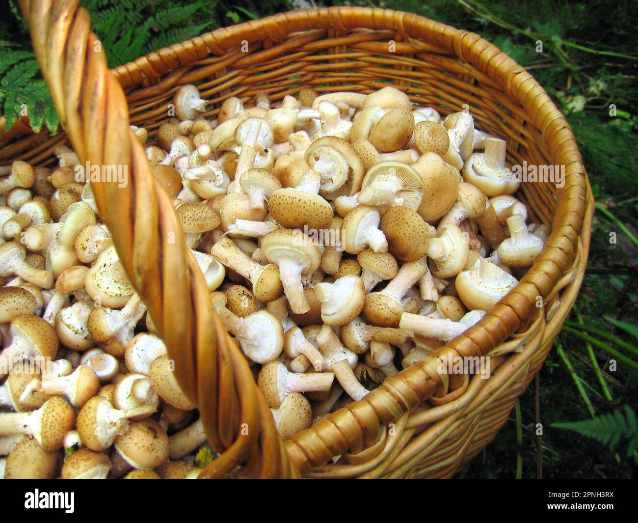 Panier de champignons, agarics de miel Banque D'Images