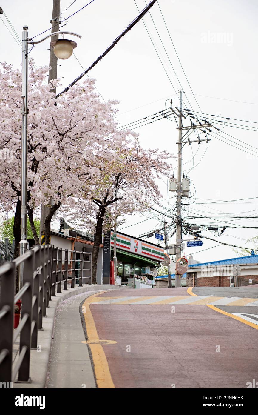 Bâtiment Seven Eleven 7/11 avec cerisiers en fleurs à Séoul, Corée du Sud Banque D'Images