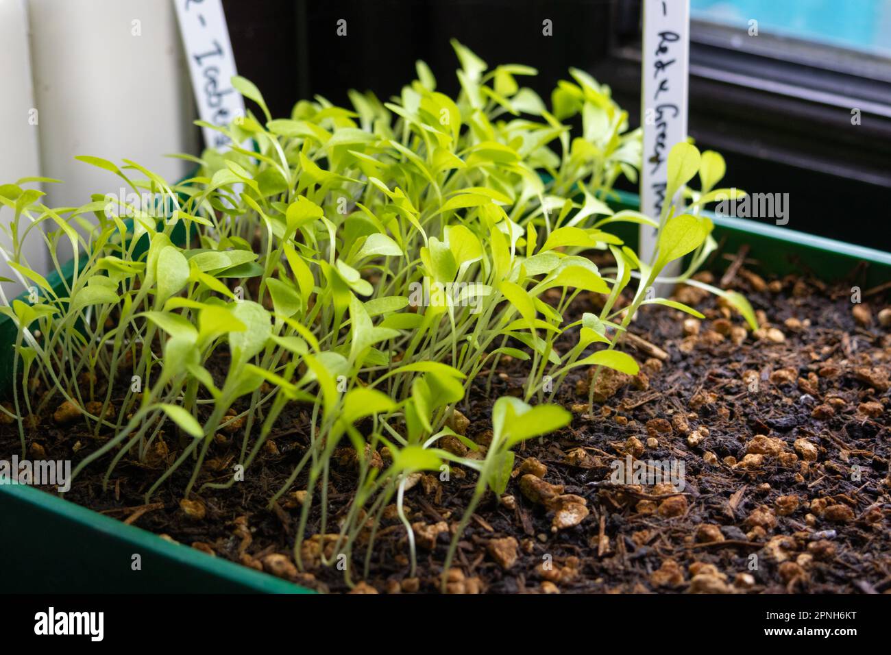 Plantules de laitue dans un bac à semences par une fenêtre, royaume-uni Banque D'Images