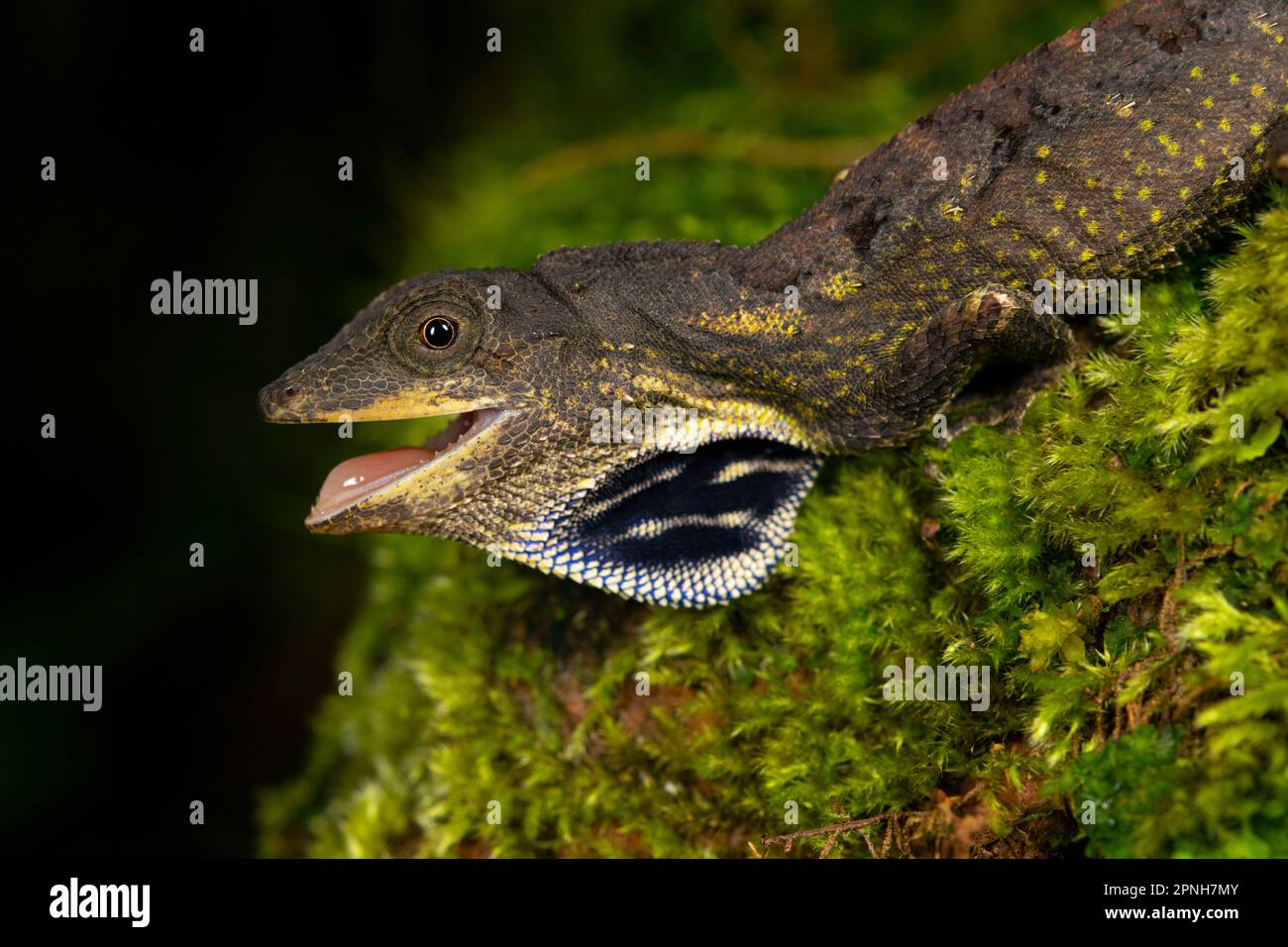 Lézard vert à gorge éventail (Ptyctolaemus gularis) Banque D'Images