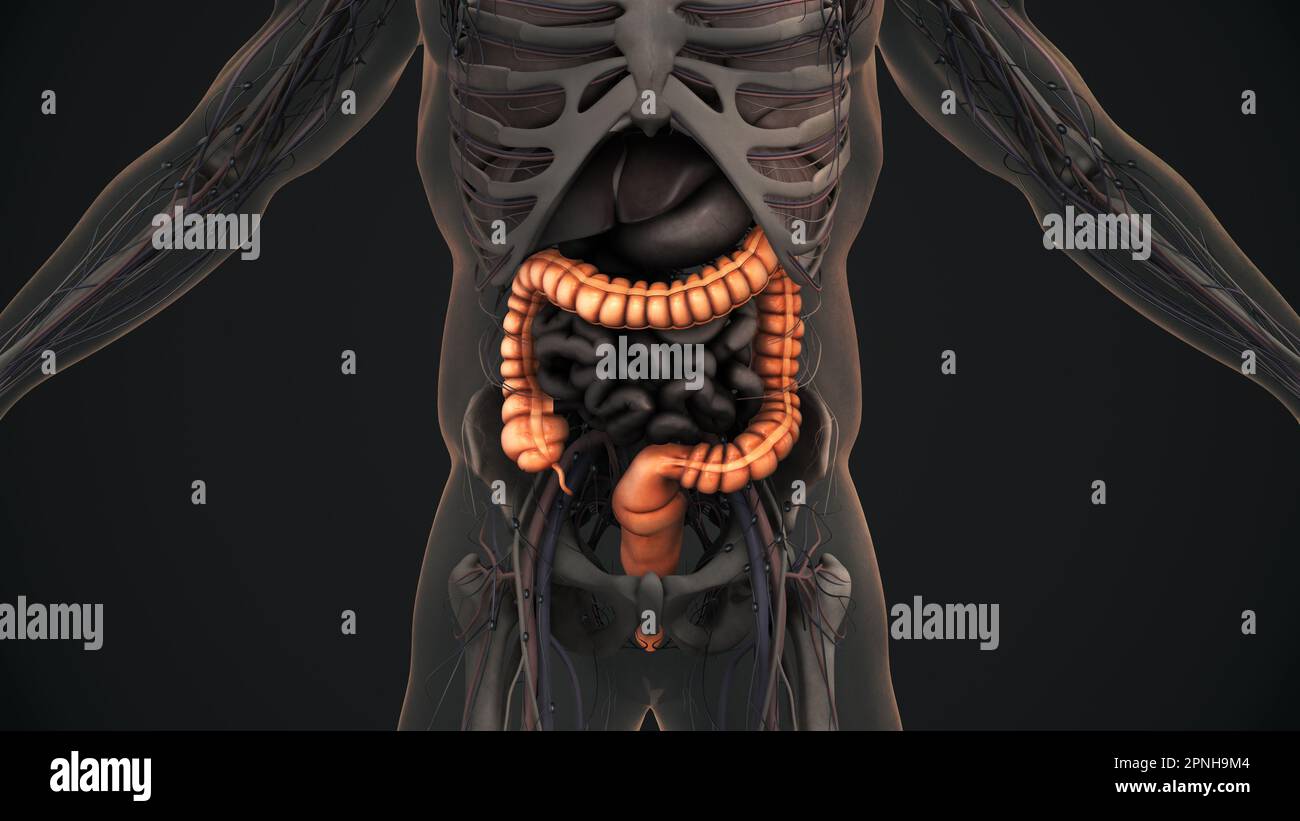 Anatomie du gros intestin humain Banque D'Images