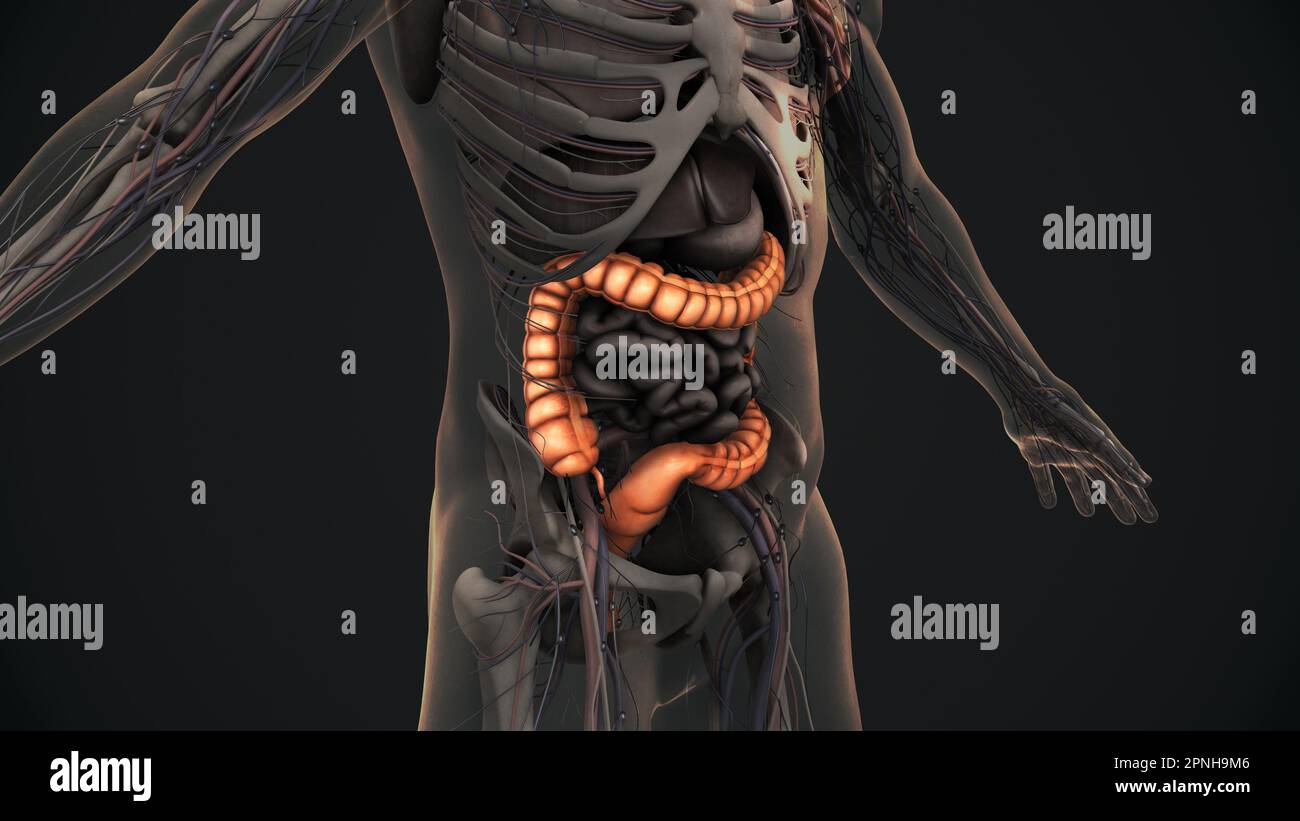 Anatomie du gros intestin humain Banque D'Images