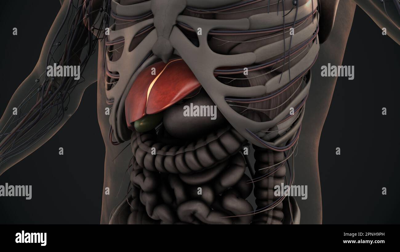 Animation de l'anatomie du foie humain Banque D'Images