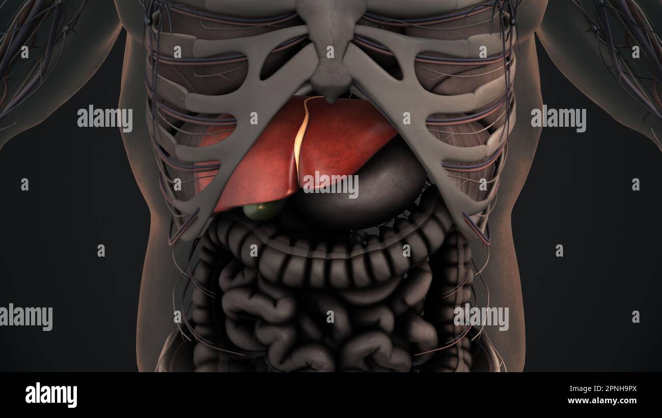 Animation de l'anatomie du foie humain Banque D'Images