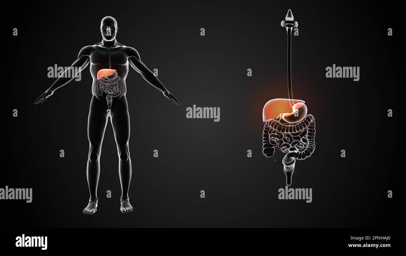 Corps humain avec anatomie du foie Banque D'Images