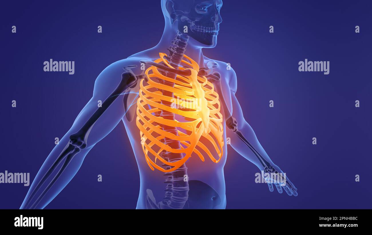 Anatomie de la cage thoracique du squelette humain Banque D'Images
