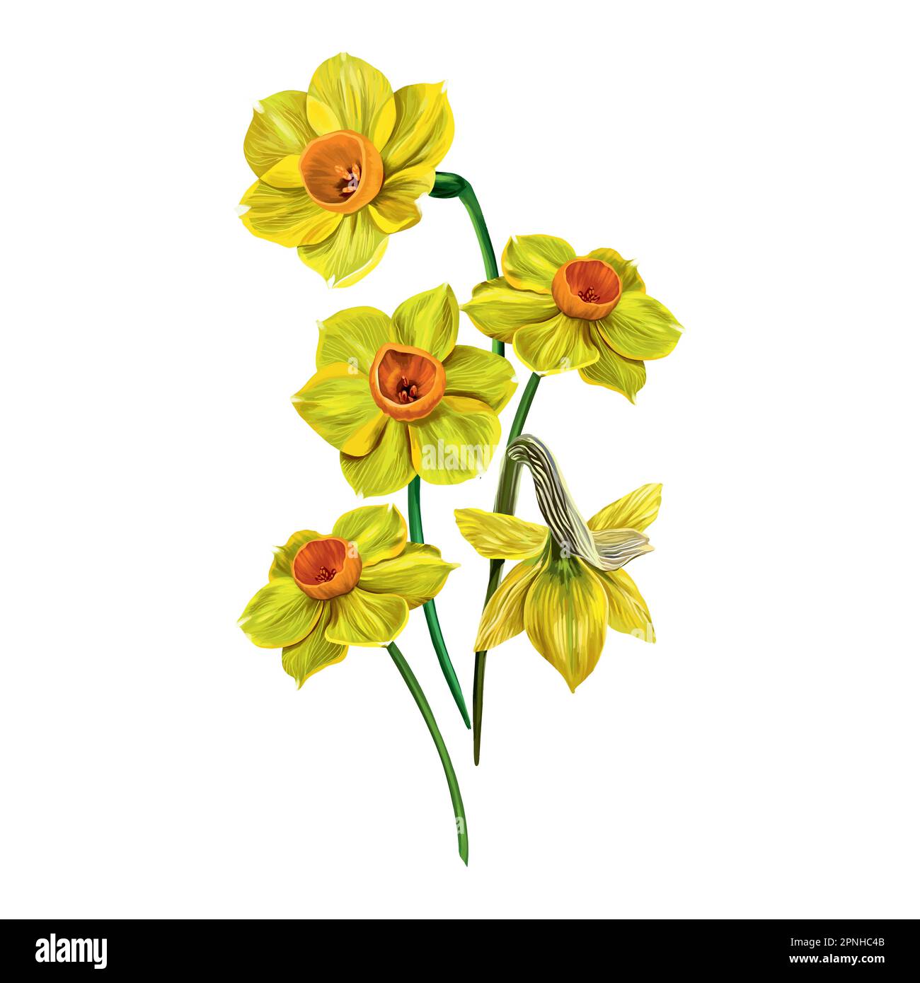 Illustration vectorielle de cinq jonquilles jaunes isolées sur fond blanc. Design pour cartes de vœux, invitations de mariage, bannières florales, wrappi cadeau Illustration de Vecteur