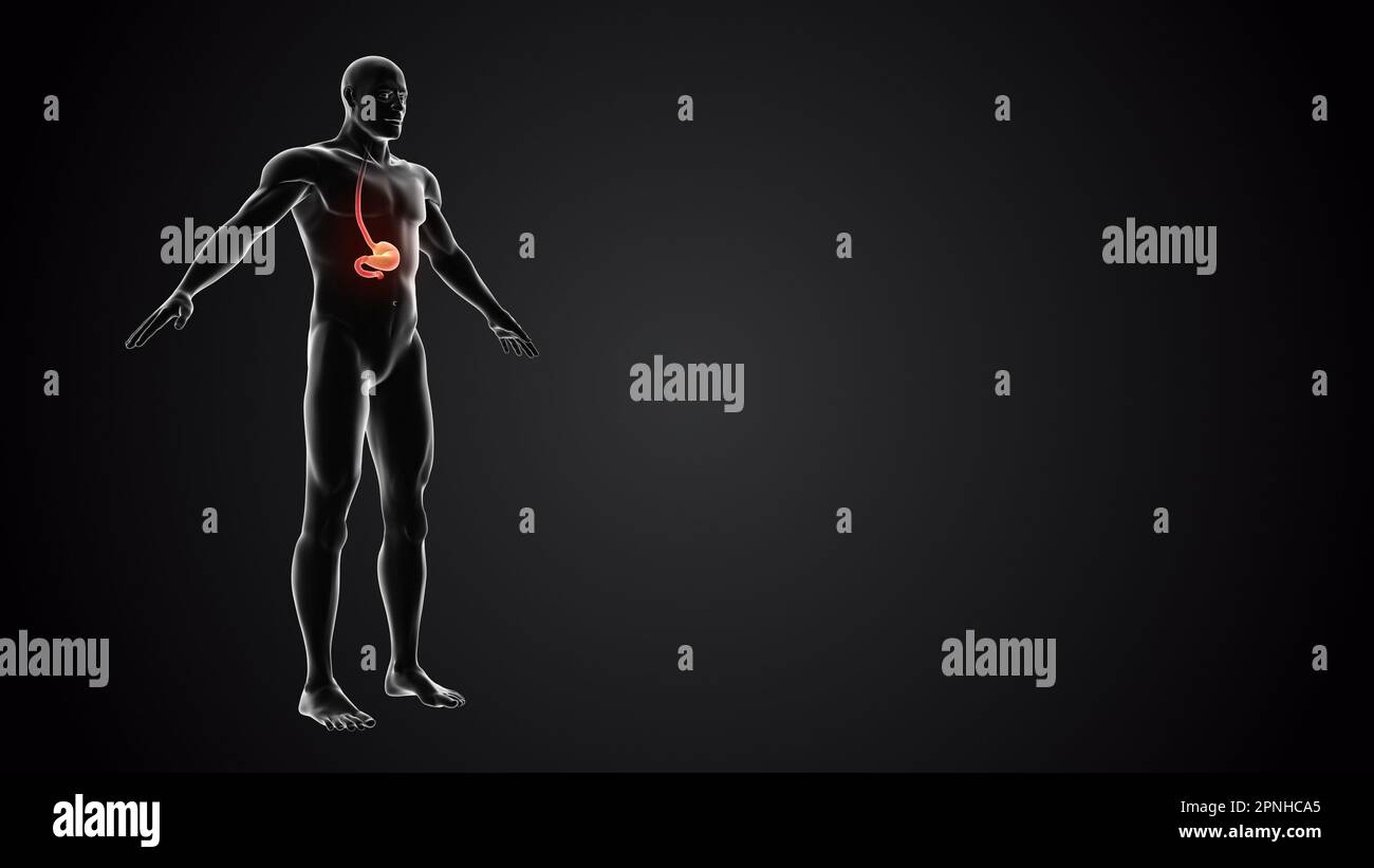 Corps humain avec anatomie de l'estomac Banque D'Images