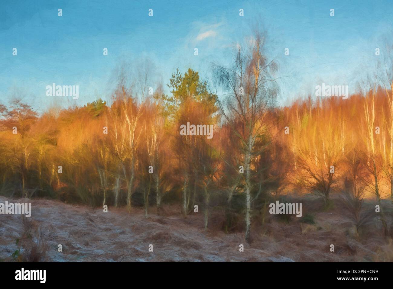 Peinture numérique des bouleaux argentés dans les bois à Cannock Chase, AONB, Staffordshire. Banque D'Images