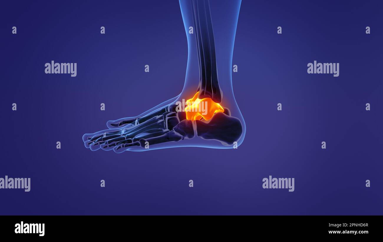 Talus Gc Talus bone Banque de photographies et d’images à haute résolution - Alamy